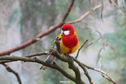 zoo-bochum-zoo-2015-03-28-316