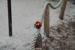zoo-bochum-zoo-2015-03-28-317