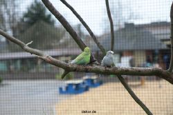zoo-bochum-zoo-2015-03-28-322