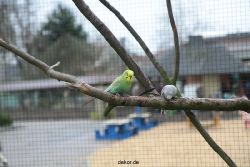zoo-bochum-zoo-2015-03-28-324