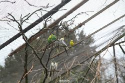zoo-bochum-zoo-2015-03-28-325