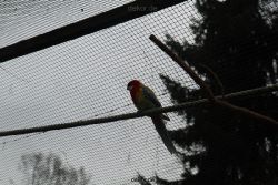 zoo-bochum-zoo-2015-03-28-330