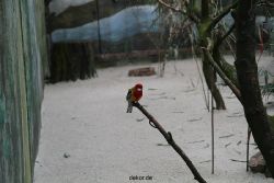 zoo-bochum-zoo-2015-03-28-331