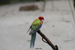 zoo-bochum-zoo-2015-03-28-332