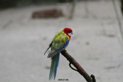 zoo-bochum-zoo-2015-03-28-333