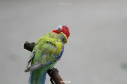 zoo-bochum-zoo-2015-03-28-334