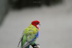 zoo-bochum-zoo-2015-03-28-335