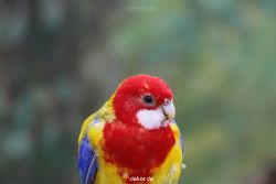 zoo-bochum-zoo-2015-03-28-336
