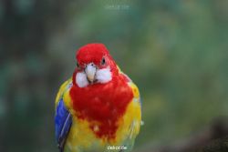 zoo-bochum-zoo-2015-03-28-337