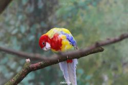 zoo-bochum-zoo-2015-03-28-338