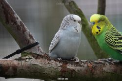 zoo-bochum-zoo-2015-03-28-339