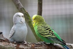 zoo-bochum-zoo-2015-03-28-340