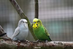 zoo-bochum-zoo-2015-03-28-342
