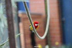 zoo-bochum-zoo-2015-03-28-344