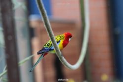 zoo-bochum-zoo-2015-03-28-345