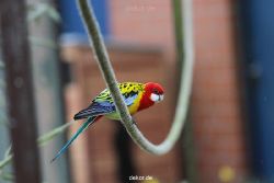 zoo-bochum-zoo-2015-03-28-347