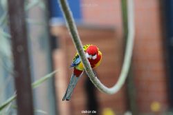 zoo-bochum-zoo-2015-03-28-348