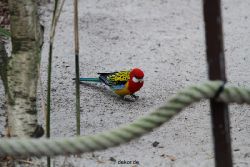 zoo-bochum-zoo-2015-03-28-351