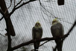 zoo-bochum-zoo-2015-03-28-352