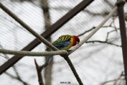 zoo-bochum-zoo-2015-03-28-353
