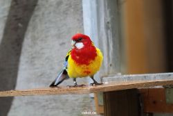 zoo-bochum-zoo-2015-03-28-354