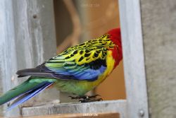 zoo-bochum-zoo-2015-03-28-355