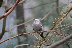zoo-bochum-zoo-2015-03-28-356