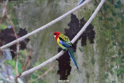 zoo-bochum-zoo-2015-03-28-357
