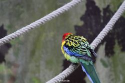 zoo-bochum-zoo-2015-03-28-358
