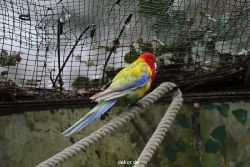 zoo-bochum-zoo-2015-03-28-359