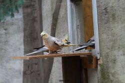 zoo-bochum-zoo-2015-03-28-362