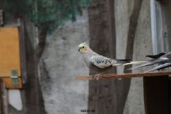 zoo-bochum-zoo-2015-03-28-363