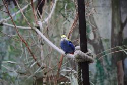 zoo-bochum-zoo-2015-03-28-364