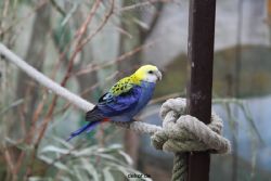 zoo-bochum-zoo-2015-03-28-365