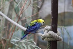 zoo-bochum-zoo-2015-03-28-366