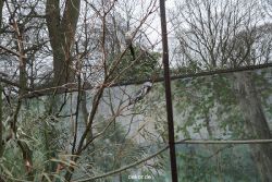 zoo-bochum-zoo-2015-03-28-370