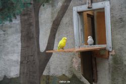 zoo-bochum-zoo-2015-03-28-386