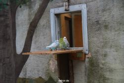 zoo-bochum-zoo-2015-03-28-388