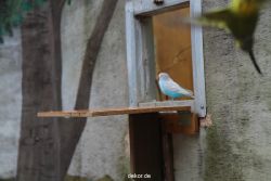 zoo-bochum-zoo-2015-03-28-394