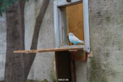 zoo-bochum-zoo-2015-03-28-395