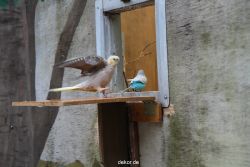zoo-bochum-zoo-2015-03-28-396