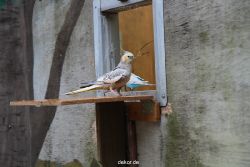 zoo-bochum-zoo-2015-03-28-398