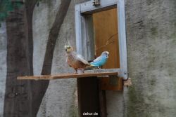 zoo-bochum-zoo-2015-03-28-403