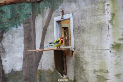 zoo-bochum-zoo-2015-03-28-461
