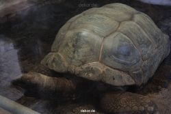 zoo-bochum-zoo-2015-03-28-470
