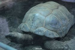 zoo-bochum-zoo-2015-03-28-471