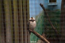 zoo-bochum-zoo-2015-03-28-474