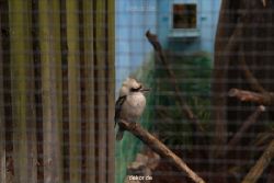 zoo-bochum-zoo-2015-03-28-475