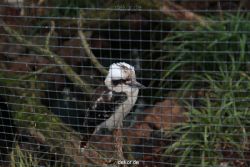 zoo-bochum-zoo-2015-03-28-476