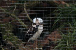 zoo-bochum-zoo-2015-03-28-477